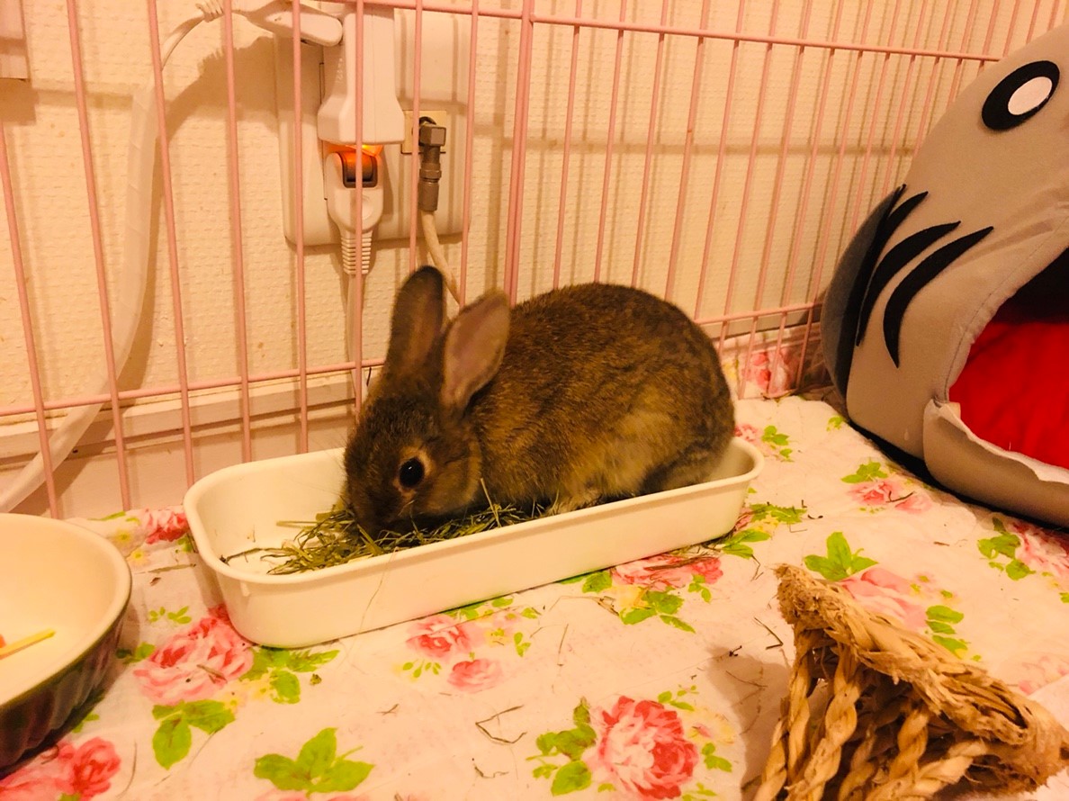 うさぎの主食は牧草 牧草嫌いなうさぎさんでも美味しく食べられる牧草まとめ となりのペット